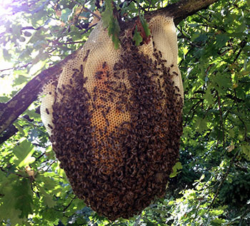 Apis - Intervention d'enlèvement de nid d'abeille toit en grandes hauteurs