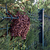 Récupération d’un essaim d’abeilles sur une clôture d’école primaire – Yvelines (78)