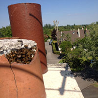 Récupération essaim d’abeilles dans une cheminée sans destruction - Saint-Mandé (94160)