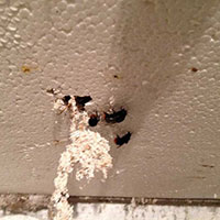 Nid de bourdons dans le plafond d’une auto-école – Val-de-Marne (94)