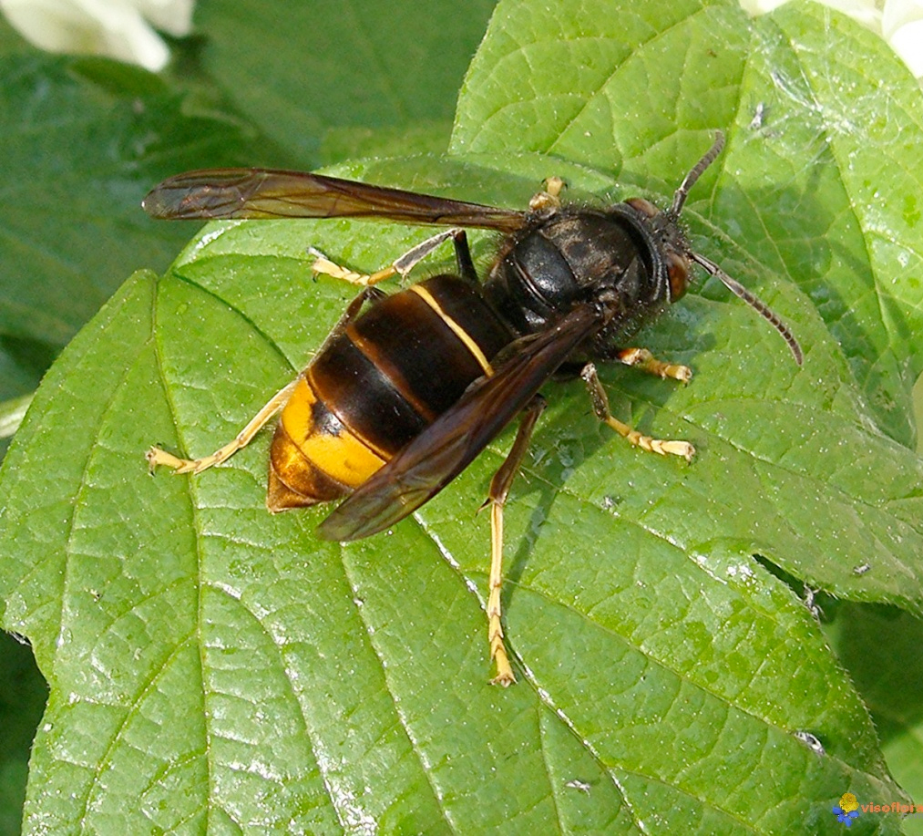 Apis - Intervention de désinsectation nid frelons asiatiques