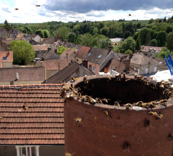 Apis - Intervention de désinsectation et destruction de nid de guêpes dans les chaminées en grandes hauteurs